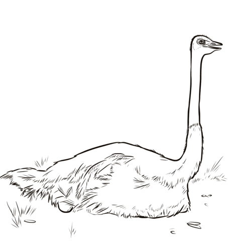 Ostrich Nesting Coloring Page